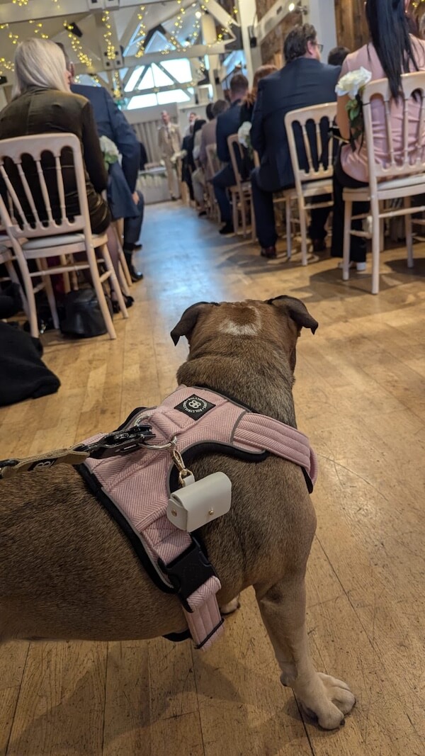 Dog holding the wedding ring looking down the aisle