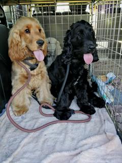 Two dogs in the back of a van