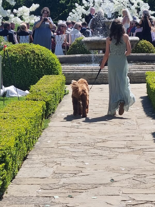 Chaperoning a dog down the aisle