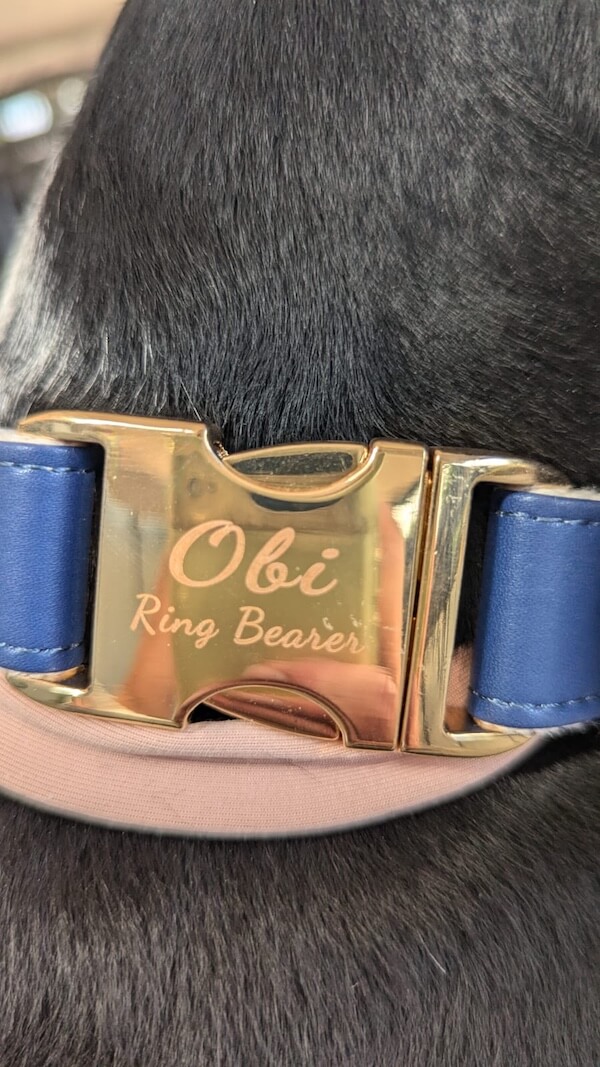 Engraved dog collar