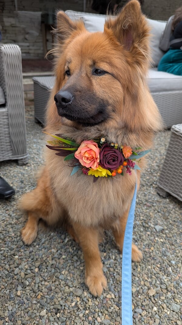 Dog posing with flowers
