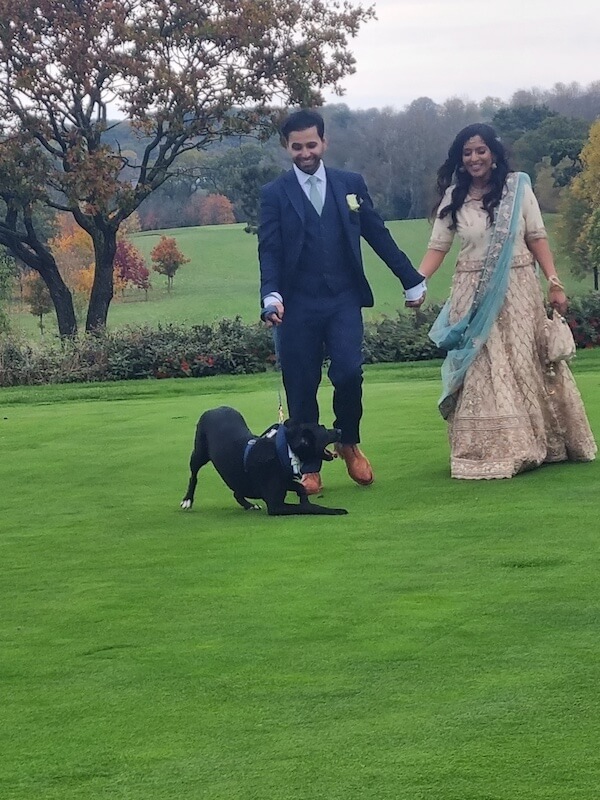 Wedding couple walking their dog